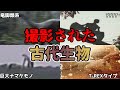 【ゆっくり解説】写真で捉えた！撮影された絶滅古代生物＆謎すぎる未確認生物5選がヤバすぎる