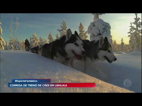 Vídeo: Como Fazer Um Trenó Puxado Por Cães