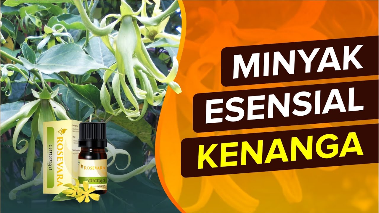 Mengenal Minyak Esensial Kenanga  dan Manfaatnya Kesehatan Kita  | ROSEVARA CANANGA