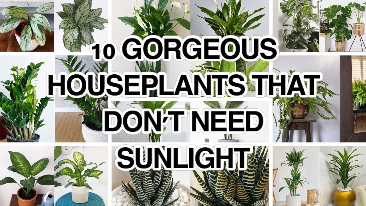 image.title Thriving Indoors: Top Houseplants For Low-Light Spaces