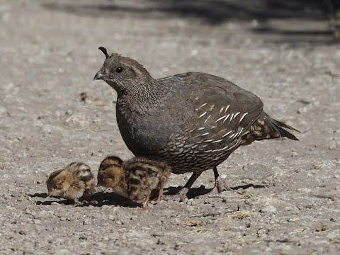 Raising Quail in Your Ultimate Backyard by The Makofsky Ridge