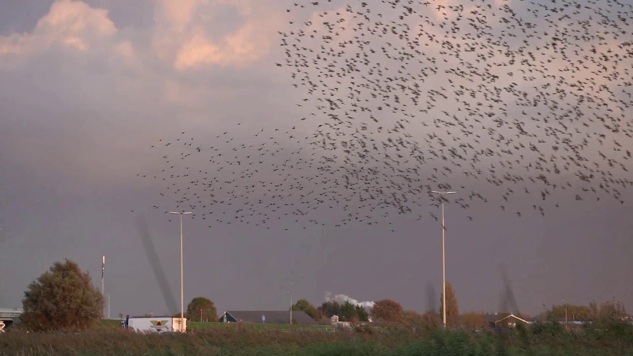 Ontelbare (?) Spreeuwen op de Starrevaart slaapplaats.
