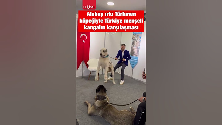 Alabay ve kangalın karşılaşması #shorts #kangal #alabay #köpek #köpekler