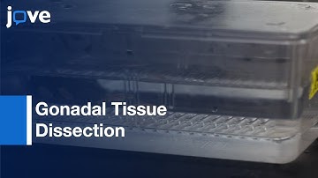Zebrafish Gonadal Tissue Dissection | Protocol Preview