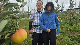 산미 맛 당도가 뛰어나다는 국내산 문루즈 사과 - 송림농원 영양 협력농장