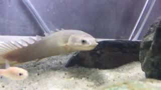 Bichir Video Footage | Sand Aquarium | HD