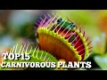 Top 15 Carnivorous Plants That Can Eat Animals | Top10 World