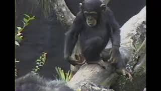 The famous butt-monkey with David Attenborough.