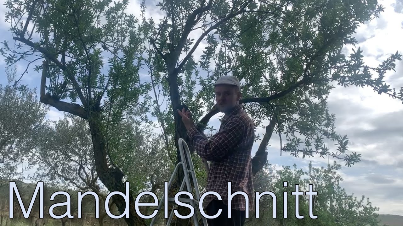 🌳 Mandelbaum schneiden / Video-Anleitung