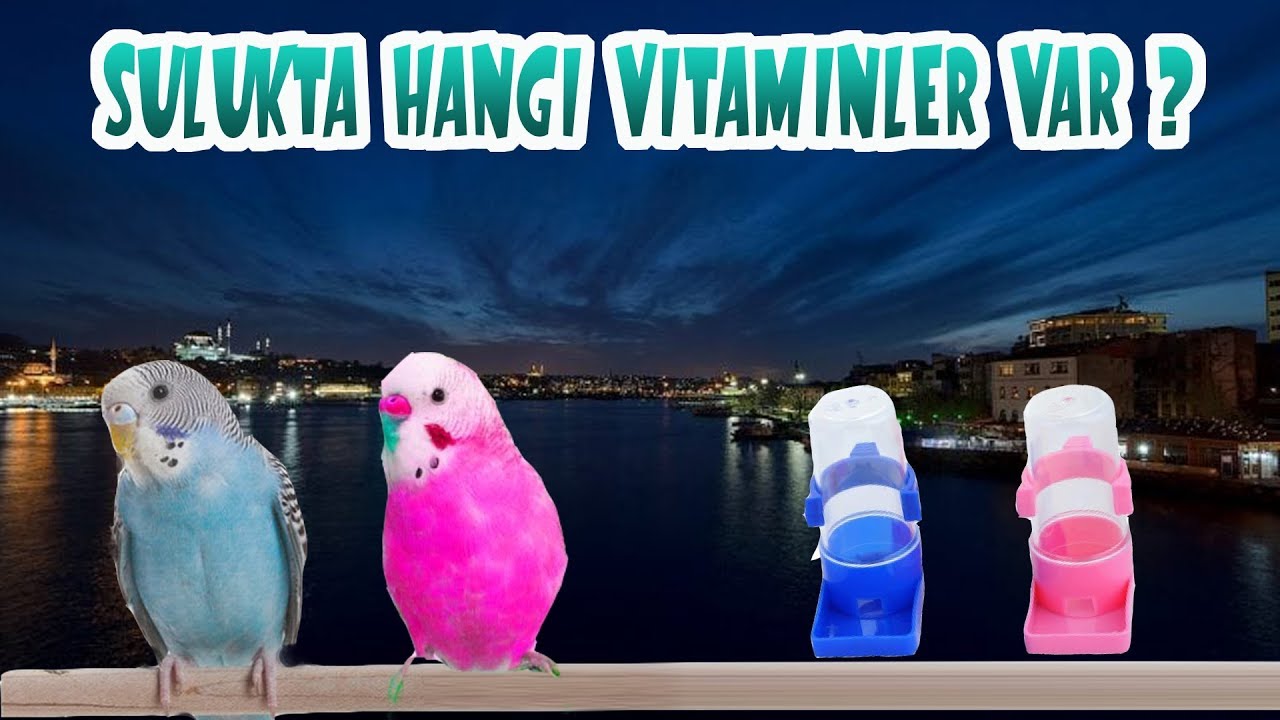 Kuş Suluğunun  İçine Neler Koyuyoruz l VLog