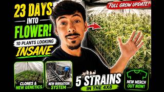 23 Tage in der Blüte! 10 Pflanzen sehen KRASS aus! Grow-Update + neue Sorten