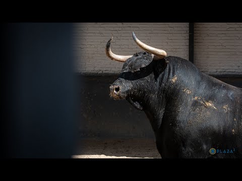 SORTEO | Corrida de toros 1 de junio, Alcurrucén
