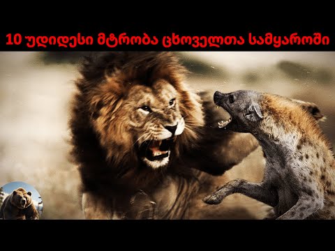 10 უდიდესი მტრობა ცხოველთა სამყაროში