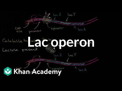 Video: Lac operon chav kawm 12 yog dab tsi?