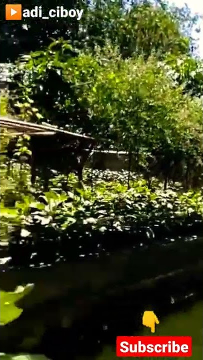 Story wa 30 detik | berkebun #tranding #shorts #story #berkebun #tanaman #cocoktanam