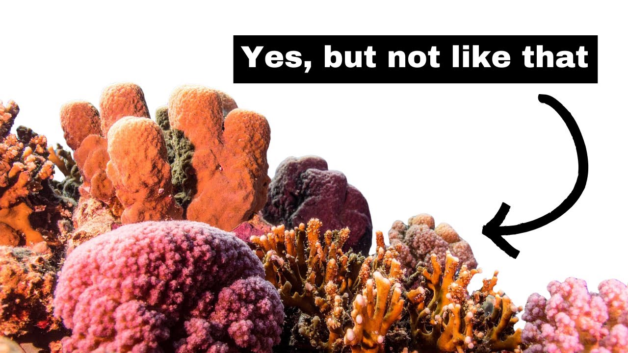 Do the Great Lakes have Reefs?