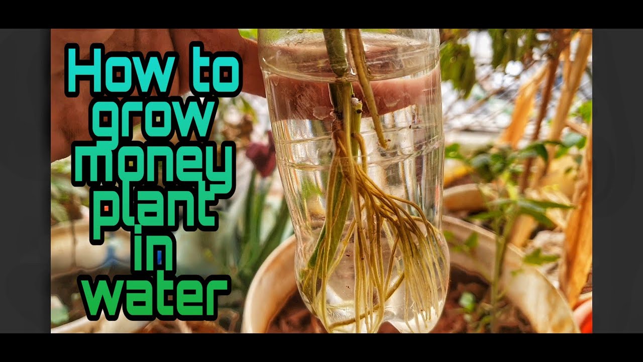 How to grow money plant in water step by step 2k20 YouTube
