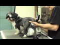 Grooming a Shih-Tzu using a Wahl Motion Lithium Ion with Sue Zecco