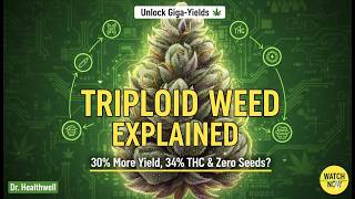 Triploid Weed Explained: 30% More Yield, 34% THC &amp; Zero Seeds?