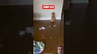 Funny puppy#funny #viral #comedy #foryou #shorts #ytshorts