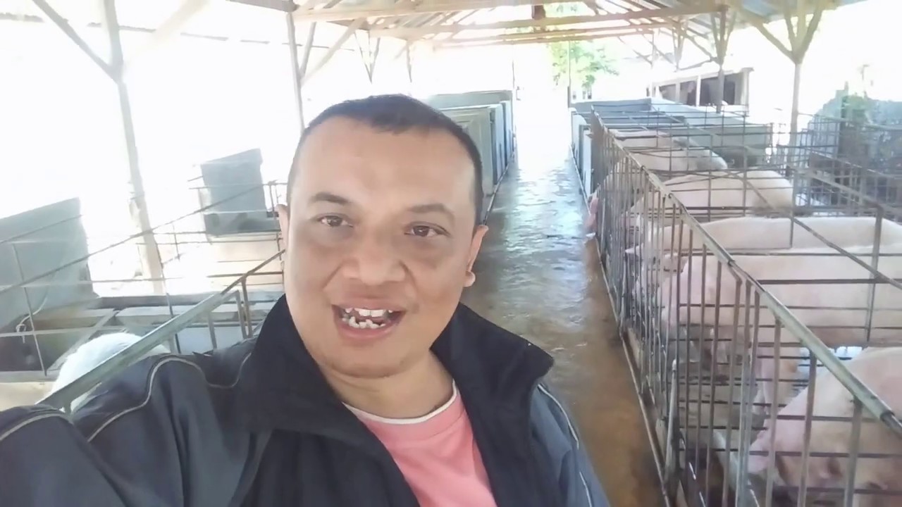 CARA BETERNAK BABI//PAKAN BABI//KANDANG BABI 