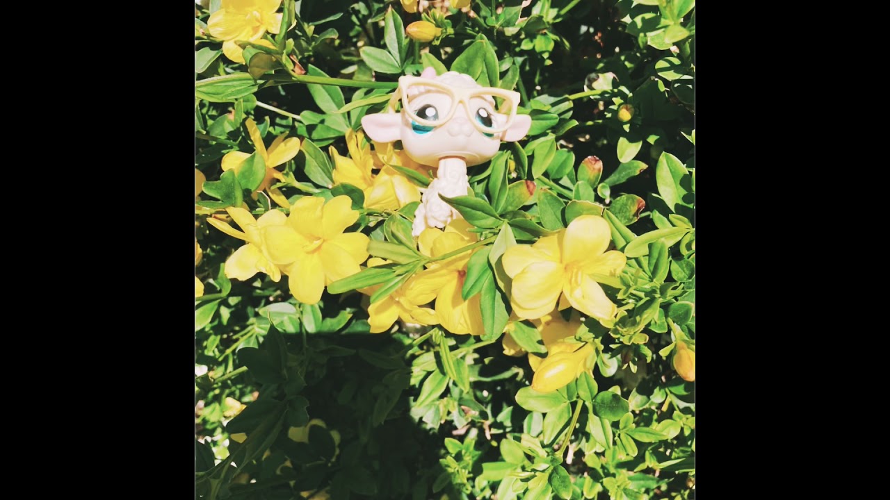 Lps photography part 2!