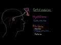 El hipotálamo y la glándula pituitaria | Fisiología del sistema endócrino | Khan Academy en Español
