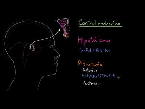 Vídeo: Diferencia Entre La Pituitaria Anterior Y La Pituitaria Posterior