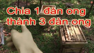 Hướng dẫn cách chia một đàn ong thành ba đàn ong