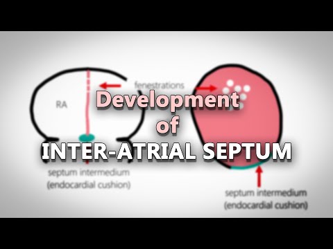 Video: Kde se nachází interatriální septum?