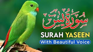 Surah Yasin(Yaseen)|Ep 113|By Qari Abdul Rahman|سورة يس|Surah Yasin ki Tilawat|Al Quran Official 369