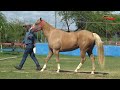 LOTE 19 WISELY TOP EASE PFF