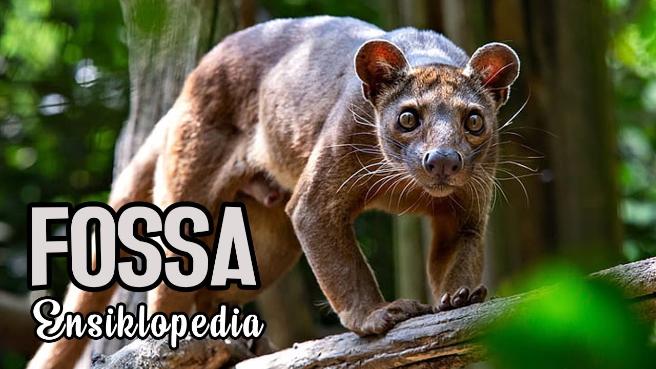 ENSIKLOPEDIA FOSSA : PREDATOR PUNCAK DI MADAGASKAR