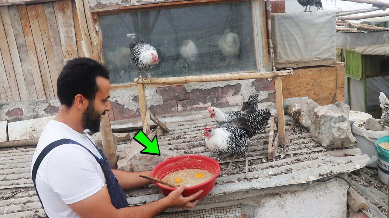 BU TARİFLE YUMURTA VERİMİ BEŞ KAT ARTTI / Yumurta Toplama