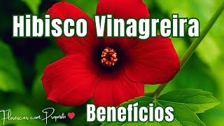 Hibisco Vinagreira – Para Que Serve e Quem NÃO Deve Tomar!