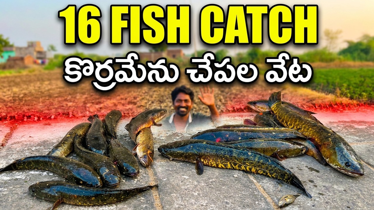 Traditional fishier men Catching Snakehead fishing Best Single Hook fishing Video