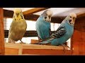 Over 2 Hours of Budgies Playing, Singing and Talking in their Aviary