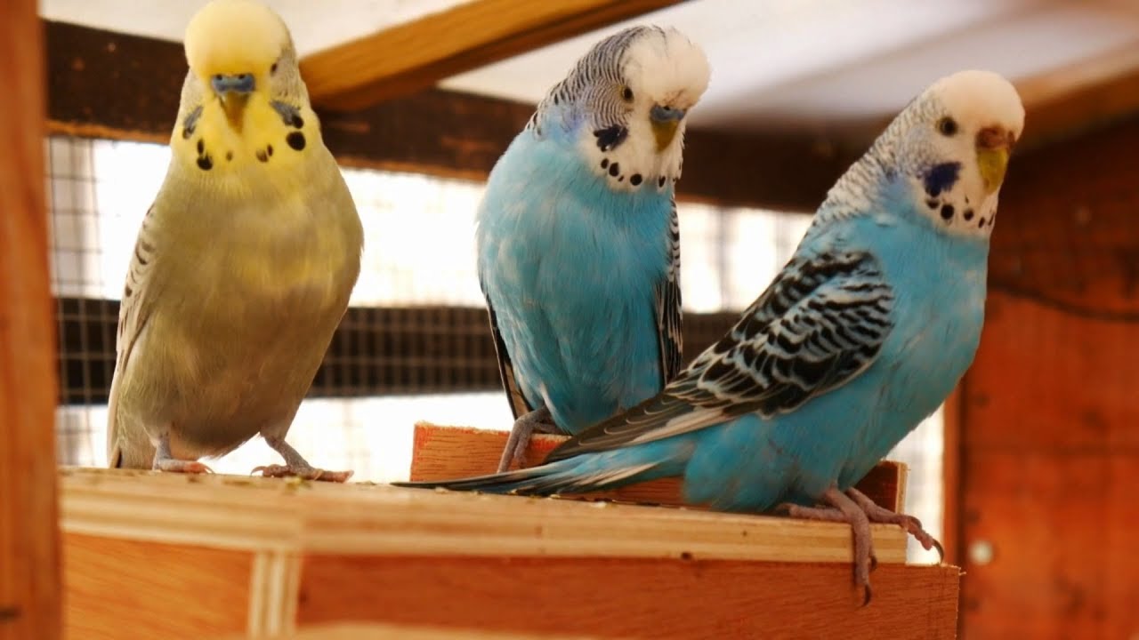 budgies talking