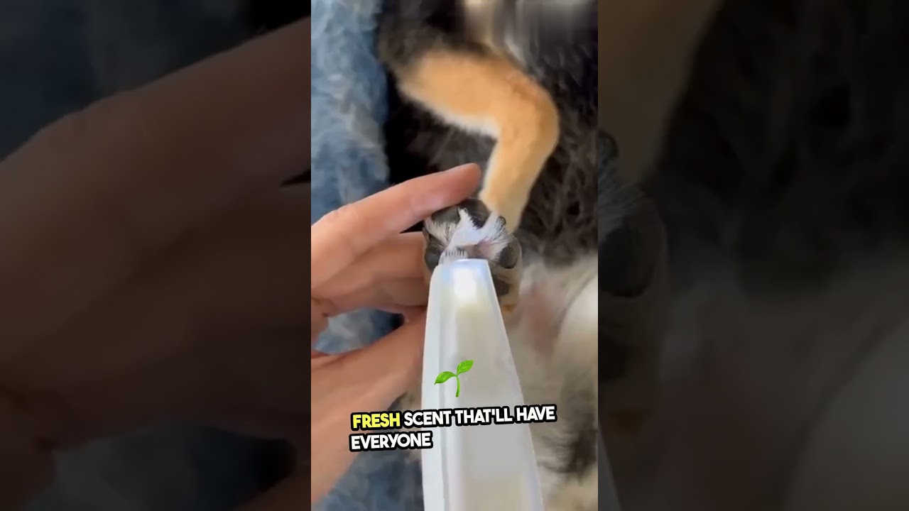 Ultimate Fluffy Dog Makeover Transformation