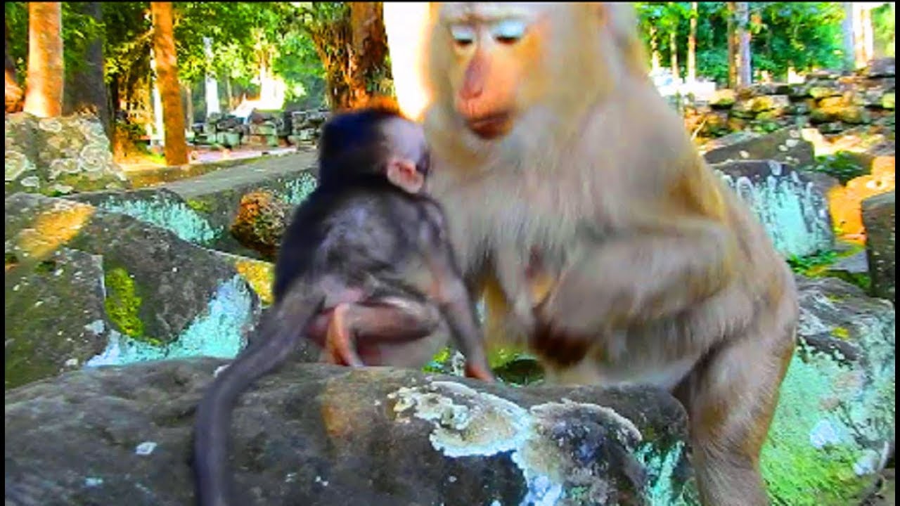 So Wonderful! Ashley Run To Hug Timo Baby With Her Deep Love From Her Heart, But She Scared Tima!