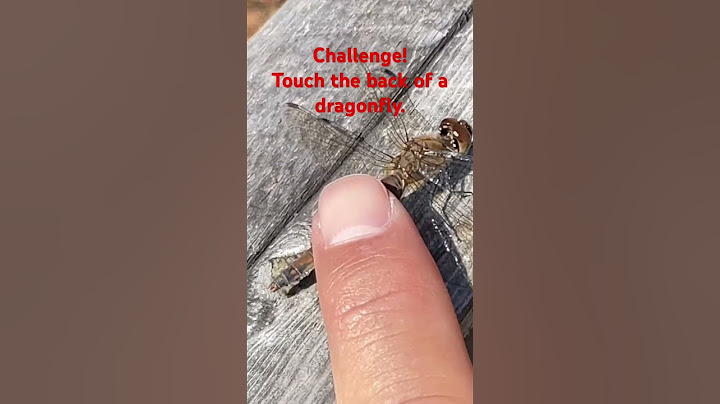 Challenge! Touch the back of a dragonfly.  #Shorts #dragonfly
