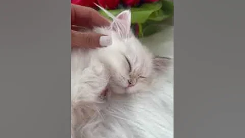 Watch the video about British Golden Longhair Chinchilla Kitty Helena