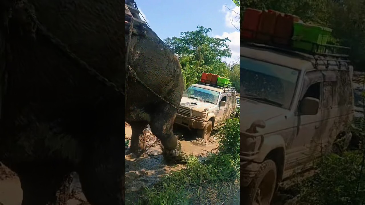 Amazing Elephant Power! Pulling a Stuck 4x4 Car Out of Deep Mud#shorts