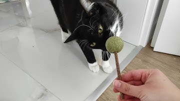 Catnip lollipop