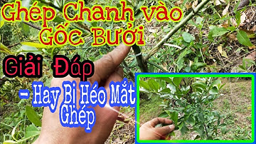 Giải Đáp Ghép Chanh Vào Bưởi Hay Bị Héo Mắt|| Vườn Cây Ăn Trái Vlog