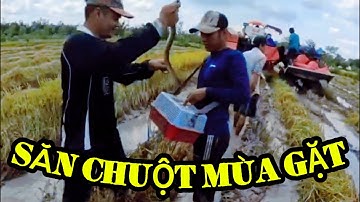 Săn Chuột Đồng Mùa Gặt Lúa – Món Ngon Dân Dã Giữa Đồng Quê