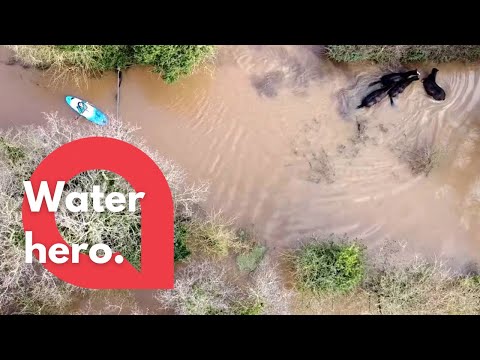 Heroic paddleboarder saves FOUR HORSES from drowning | SWNS