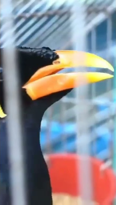 BURUNG BEO YANG CERDAS PINTAR NYANYI DAN BICARA 'PAK JOKOWI PRESIDEN REPUBLIK INDONESIA'.