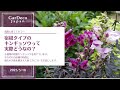 【人気の宿根草】実際どうなの？宿根タイプのキンギョソウ（金魚草）