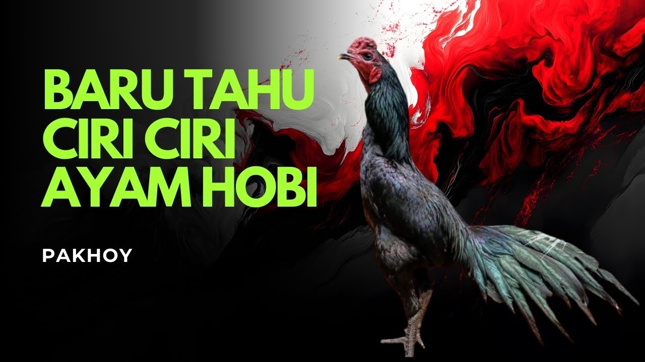 Ayam Hobi Pakhoy} Ciri Ciri yang Jarang Diketahui Pecinta Unggas